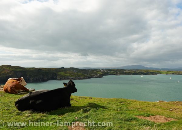 Ireland, where even cows enjoy the scenic view