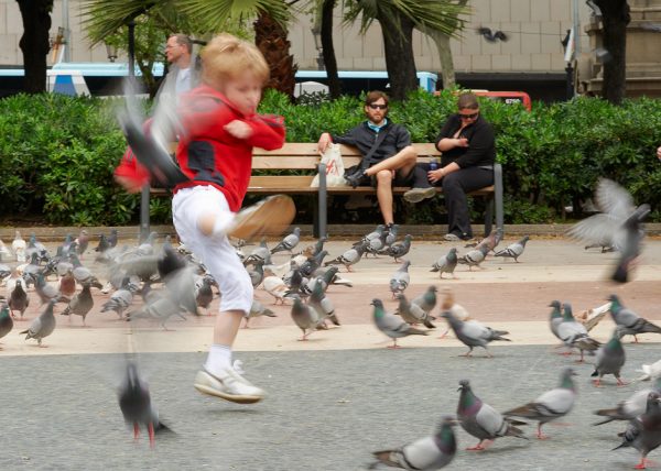 Der Kampf mit den Tauben