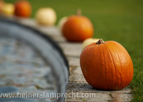 Impressions from Pumpkin Festival