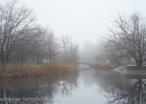 Fog in the park
