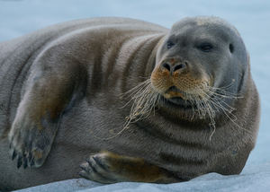 Bearded Seal, Liefdefjorden