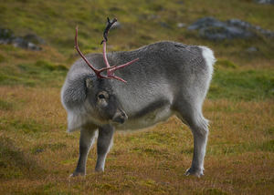 Reindeer, Alkhornet